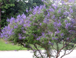 THJAR 25 Abbeville Blue Chaste Tree Seeds - Vitex Agnus-Castus &#39;Abbeville Blue&#39; - £9.46 GBP