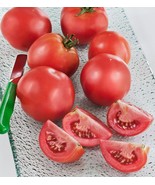 MBK Early Girl Tomato 20 Seeds Bulk Seeds - €11,31 EUR