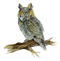 Horned Owl Bird High Quality Graphic Art Decal Truck Car Cooler Cup Wall Gift - £5.55 GBP+