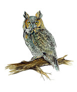 Horned Owl Bird High Quality Graphic Art Decal Truck Car Cooler Cup Wall... - $132.10 MXN+