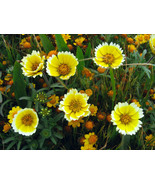 SYR 300 Seeds Tidy Tips Drought Tolerant Yellow Groco Fast Growing - $169.70 MXN