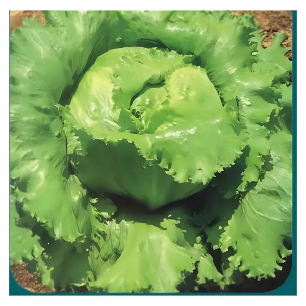 Lettuce Seeds Iceberg Lettuce 500+ Seeds Cimarron Great Lakes Boston Romaine Fre - £4.24 GBP