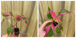 New Alternanthera party time Starter Plant Houseplant Us Seller - $26.99