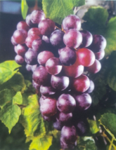 Black Noble Muscadine Grape 1 Gal. Vine Plants Vines Plant Grapes Vineyards Wine - £87.72 GBP