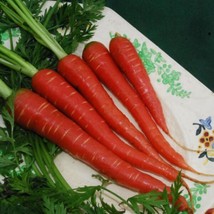 Carrot Seeds- Atomic Red 200 Seeds Garden Usa Shipping - $10.58