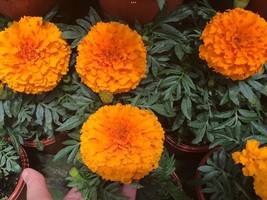 MARIGOLD African Hawaii, 100 Seeds+2 GET 1 FREE+Trusted SELLER - £6.10 GBP