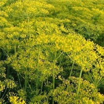 Elephant Dill Seeds Anethum Graveolens Packet Of 50 Seeds US Seller Fast Shippin - £6.92 GBP