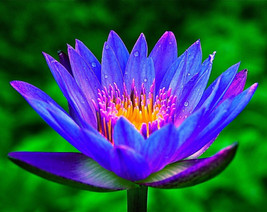 SMX Lotus Colorful Water Lily Aquarium Plant Seeds Bulb Easy Grow Fs0-03... - $12.03