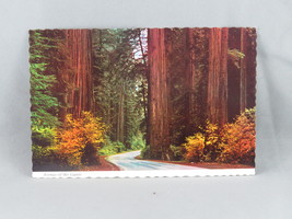 Vintage Postcard - Avenue of Giants Parkway California - Continental Card - £11.76 GBP