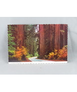 Vintage Postcard - Avenue of Giants Parkway California - Continental Card - £11.80 GBP