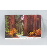 Vintage Postcard - Avenue of Giants Parkway California - Continental Card - $15.00