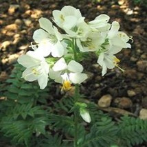 GIB Jacob&#39;s Ladder White 50 Seeds - £7.19 GBP