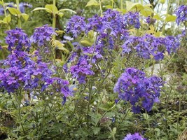 Verbena, Moss Attracts Butterflies, 860 Seeds Beautiful Garden - $8.48
