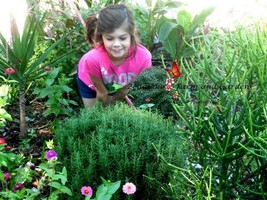 Culinary Seed Selection List Catnip Mint Basil Thyme Dill Chives Lavende... - $201.82 MXN