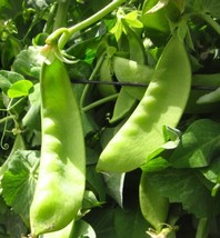 Fresh Garden Oregon Giant Snow Pea Seeds | Organic | Cold Tolerant - $9.25