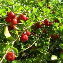 1Pcs Barbados Cherry Live Plant 24”-36” Malpighia emarginata live fruit ... - $89.98
