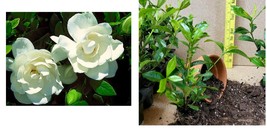 ( 1 live plant ) ( 1 ) - August Beauty Gardenia - Starter Plant ( 4L )  - £22.79 GBP