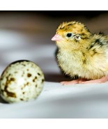 Fertile Quail Eggs (12) for Classroom or Homeschool Project with 4 Weeks... - $80.40 CAD