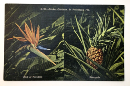 St Petersburg FL-Florida, Sunken Gardens, Pineapple, Paradise, Linen PC Unposted - £4.79 GBP