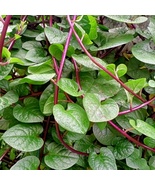 Daun Binahong / Bina Hong - Anredera cordifolia Leaf (Powder), 80 Gram - $430.02 MXN