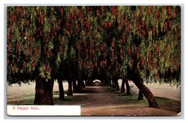 A Pepper Walk In California CA UNP DB Postcard Y13 - £2.29 GBP