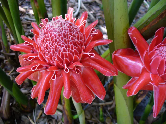 Etlingera Elatior Red Torch Ginger Seeds Fresh Garden - £8.00 GBP