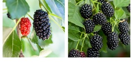 Sweetie Pie Thornless Blackberry 4 Pack - Live Plants Outdoor Garden -COLD HARDY - $53.99