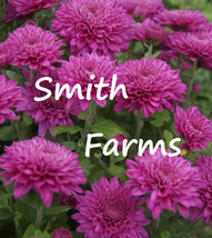 SL 200+ Seeds Dark Pink Chrysanthemum Flowers Mums  - £3.38 GBP