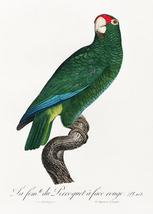 Cuban Amazon, Amazona Leucocephala #3 - 1800's - Francois Levaillant - Magnet - $11.99