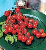 Sweet Million Fnt Cherry Tomato 30 Seeds USA Seeds Fast Shipping - £25.39 GBP