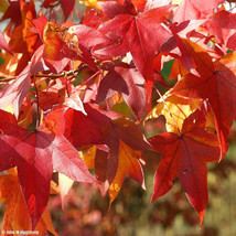 VP 50 Sweet Gum Tree Seeds Great For Outdoor And Bonsai Vibrant Fall Colors - £3.47 GBP