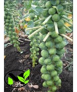 MBK 20 Muti Headed Sun Fast Ship - €11,09 EUR