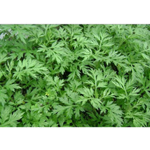 100Pcs Sweet Wormwood Artemisia Annua Sweet Annie Mugwort Sagewort Herb Seeds Fr - $25.16