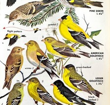 Siskin And Goldfinch Varieties And Types 1966 Color Bird Art Print Natur... - $19.99