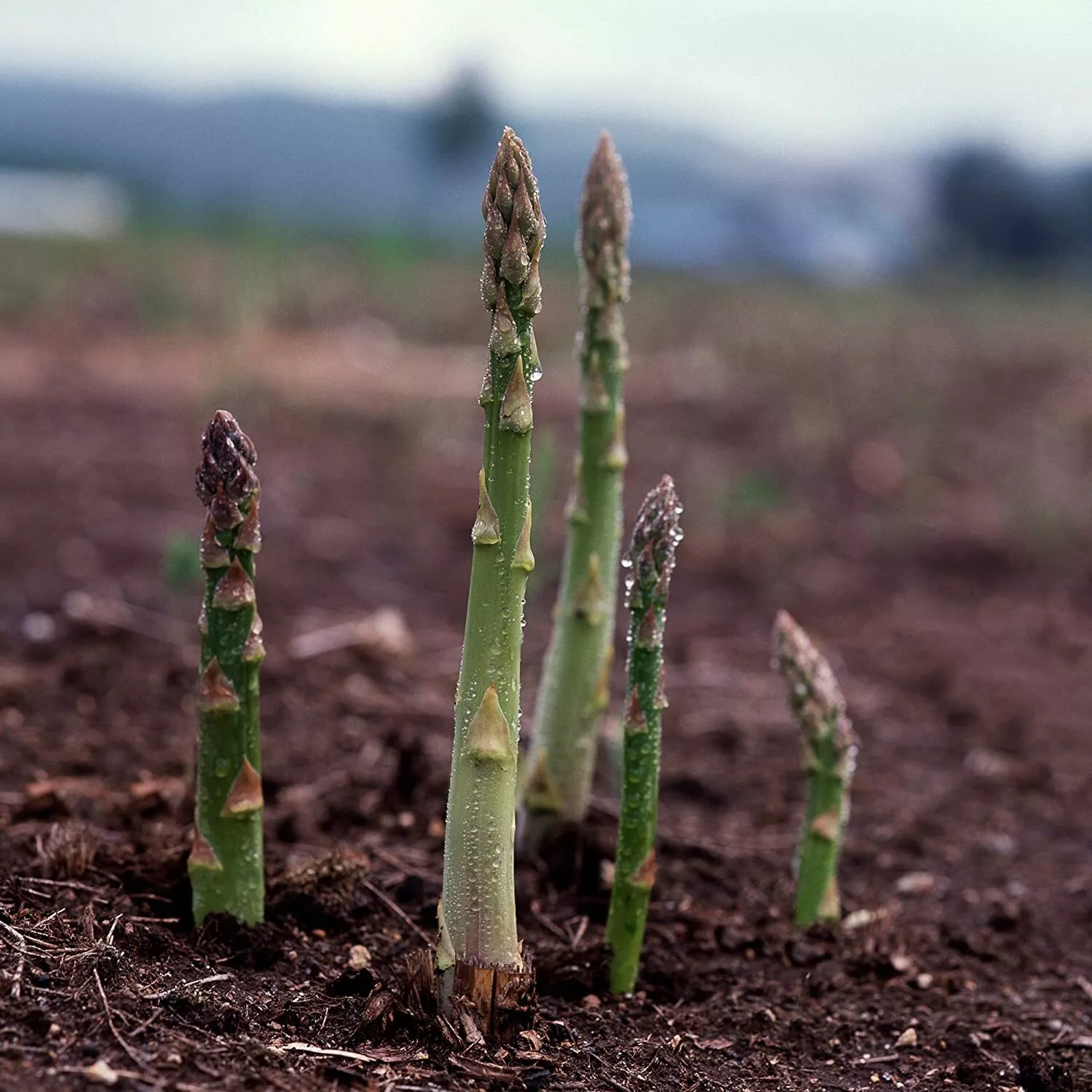 50 of Asparagus Seeds, UC 157 F2, Hybrid, Most Popular Planting Asparagus - £5.38 GBP