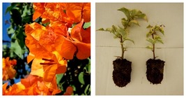 Bengal Orange Well Rooted Live Variegated Bougainvillea starter/plug Plant - £40.95 GBP