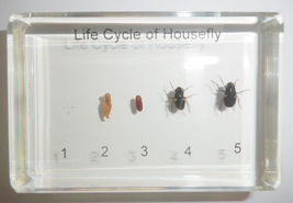 Item image 14