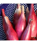 Italian Red Torpedo Onion Seeds, NON-GMO, Rossa di Tropea, FREE SHIPPING - $2.21 CAD+