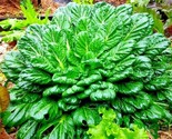 600 Seeds Tat Soi Cabbage Seeds Organic Spring Fall Vegetable Garden Con... - $8.99