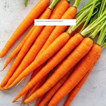 Imperator Carrot Seeds - Vegetable Seeds - BOGO - £0.77 GBP