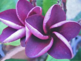 5 Purple Plumeria Seeds Plants Flower Flowers Perennial Seed 501 Us Seller - £5.56 GBP