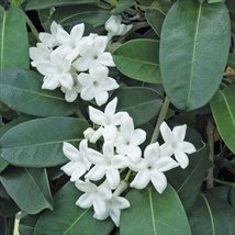 Stephanotis Hawaiian Starter Plant - approx. 4 - 6 Inches tall in 2.5 Inch conta - £39.07 GBP