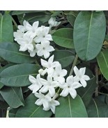 Stephanotis Hawaiian Starter Plant - approx. 4 - 6 Inches tall in 2.5 In... - £38.43 GBP