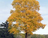 Silver Maple Tree - 2yo 20&quot;+ Tall - Live Plant - Acer Saccharinum - Free... - $18.95