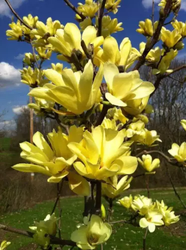 Yellow Bird Magnolia 2.5&quot; Pot Live Plant - Fast Growing &amp; Easy to Maintain - £28.72 GBP