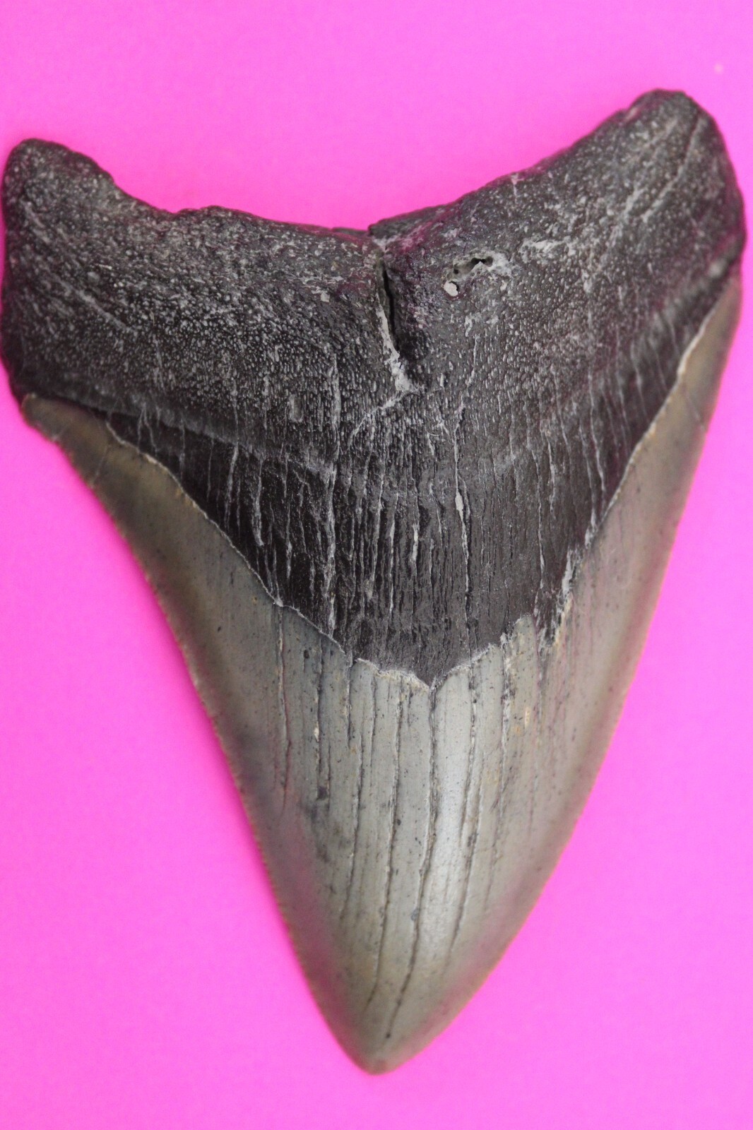 Authentic Megadolon Shark Tooth 4.03 Inches 108 Grams Fossil Dino Girl C... - $120.99