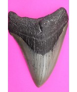 Authentic Megadolon Shark Tooth 4.03 Inches 108 Grams Fossil Dino Girl C... - $167.86 CAD