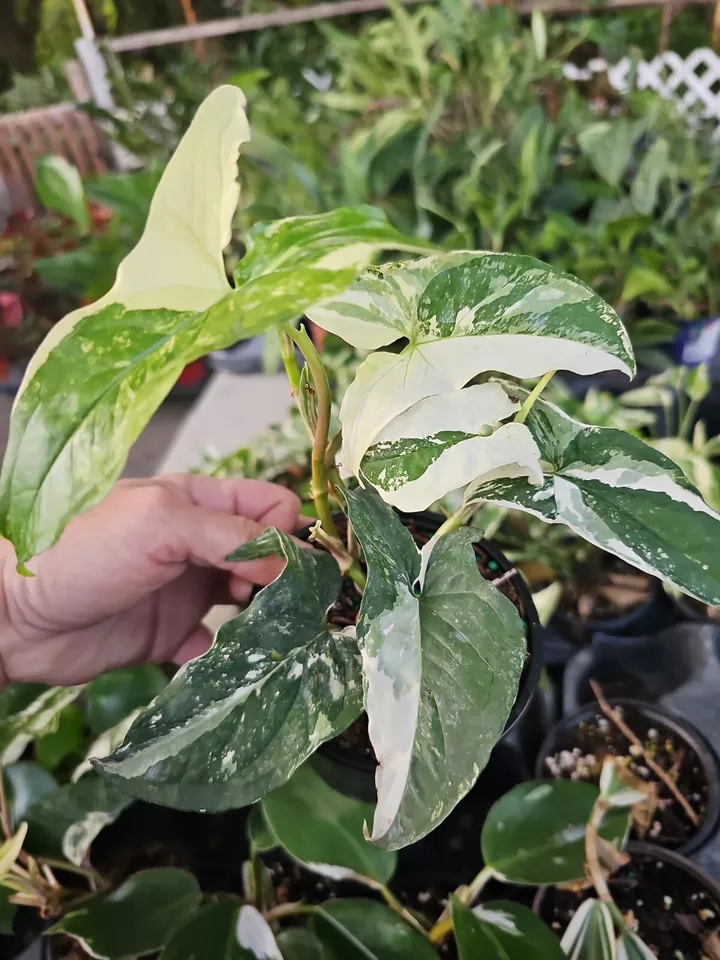 White Knight Syngonium Live Plant~Podophyllum Albo-Variegatum Marble Var... - $37.80