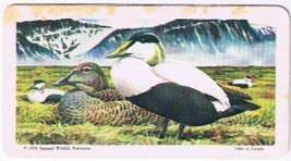 Brooke Bond Red Rose Tea Cards The Arctic #40 Common Eider Duck - $0.98