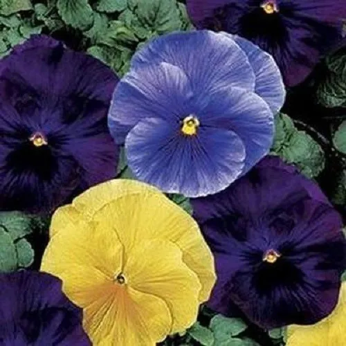 50 Pansy Seeds Delta Tricolor Mix Pansy - $13.00